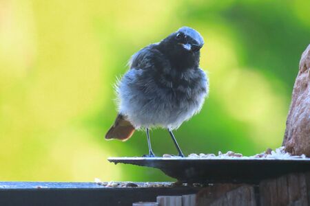 Close-up of young bird