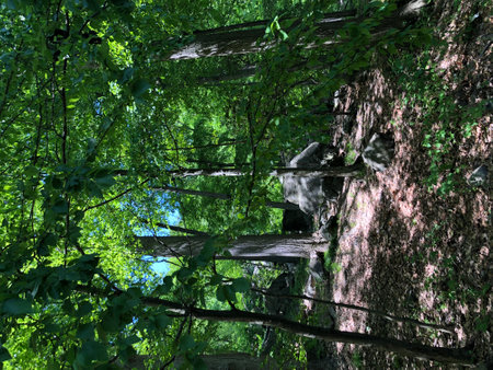 View into the forest at Bear Mountain State Park in summer.の写真素材