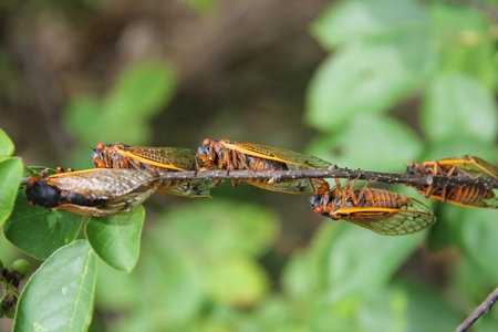 Cicadas sitting in line on a tree branch in nature.の写真素材
