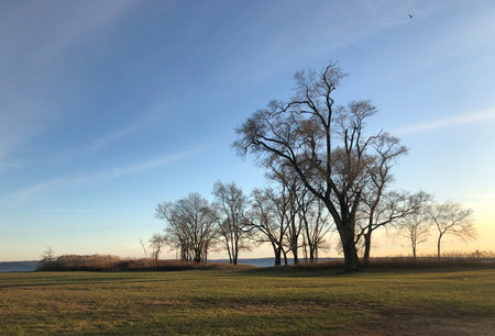 Trees in the Edith Reade Sanctuary at the shore of the Long Island Sound in New York against the setting sun.の写真素材