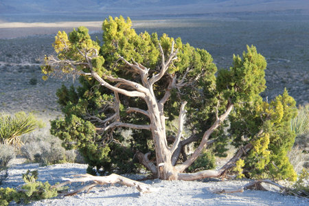 Dry tree in the desert near Las Vegas, Nevada, USA.の写真素材