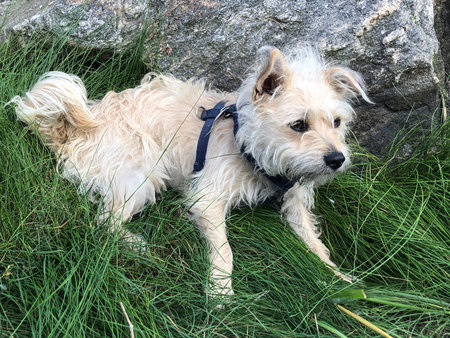 Cute white terrier lying in the grass in front of a rock watching its surroundings.の写真素材
