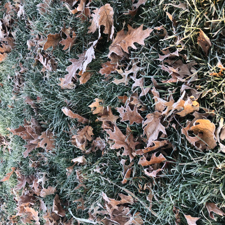 Frosted autumn oak leaves on the green grass in the park.の写真素材
