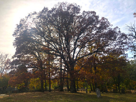 Autumn evening with a fall foliage tree.の写真素材