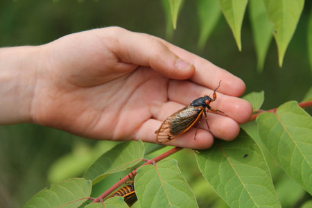 Close-up of a magicada insect on the hand of a child in nature.の写真素材