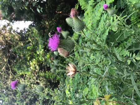 Thistle flowers in the garden with an Eastern bumblebee.の写真素材