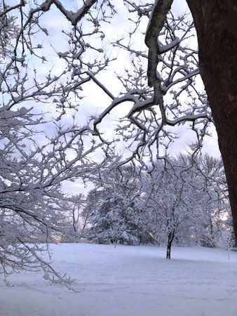 Beautiful winter day in a park covered in fresh snow.の写真素材