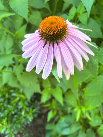 Close-up of echinacea purpurea, purple flower.の写真素材