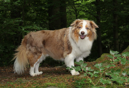 Australian shepherd dog standing in the forest with green leaves.の写真素材
