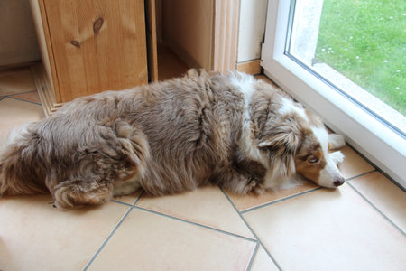 Australian shepherd dog sleeping on the floor in front of a window.の写真素材