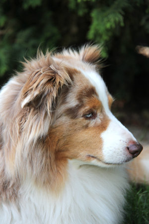Australian shepherd in the garden, close-up sideview portrait of a dogの写真素材