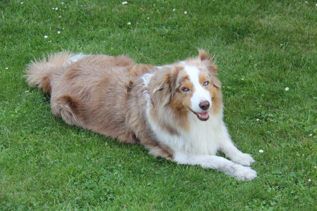 Australian shepherd is lying on the green grass in the backyard.. The Australian Shepherd is a member of the family of dogs.の写真素材
