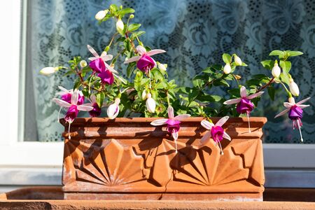 Pink and white fuchsia in earthenware pot standing outdoor in front of a window with white curtains.の写真素材
