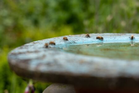 Bees are drinking water at birdbath in a green and yellow flower garden on midday, high angle view...