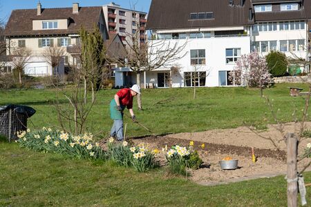 Gardener woman with white hat raking the soil in springtime with green meadow in Switzerland.の写真素材