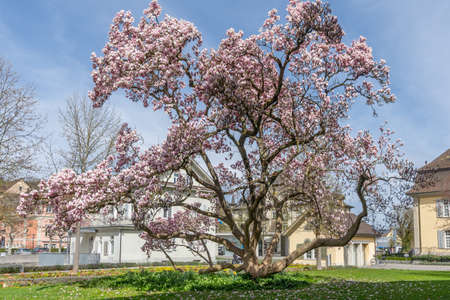 Big blossoming magnolia tree in park of government of Brugg city. Brugg, Switzerland - April 5, 2021の写真素材
