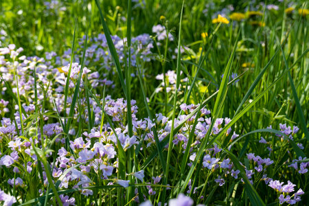 Close-up of purple mayflower in green meadow in sunlight.の写真素材