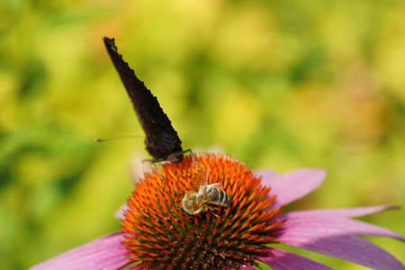 peacock butterfly with bee on pink flower echinacea on bright sunny day in rural garden.の写真素材