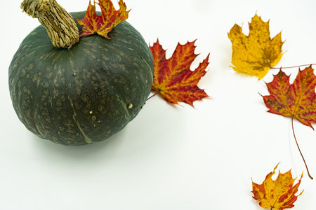 Green pumpkin decorated with red and yellow leaves of maple. Thanksgiving and halloween concept.の写真素材