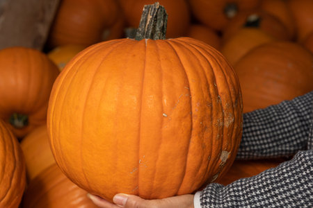 Close-up of woman's hand holding big orange pumpkin .