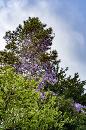 Tall fir tree with purple flowers climbing up fir twigs. Wisteria on fir tree.の写真素材
