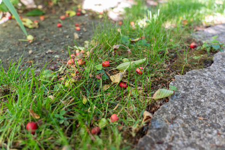 Small red and green unripe cherries on the floor. June fruit fall of cherries.
