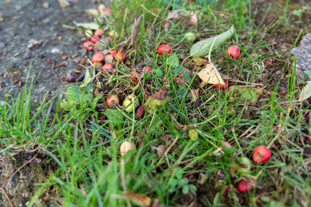 Small red and green unripe cherries in the meadow. June fruit fall of cherries.