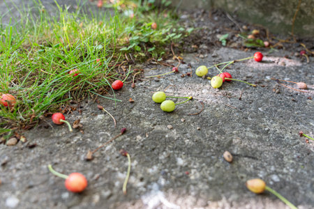 June fruit fall of cherries. Small red and green unripe cherries on the floor.の写真素材