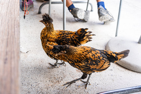 Rare Chickens at Ease: A Unique Breed Hanging Out on a Patio Setting