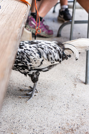 Curious Chicken Under Table: Speckled Feathers and Unique Perspective