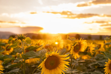 Vibrant Sunflower Field Bathed in Golden Hour Sunset Light Horizon