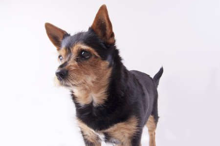 Molly the dog, mongrel, chiwawa, dwarf pincher, brown and black colors, big eyes