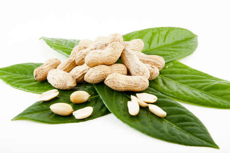 noccioline intere sbucciate e su fondo bianco e foglieの写真素材