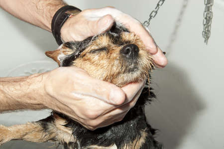 dog wash in the tub and showerの写真素材
