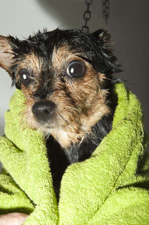 dog wash in the tub and showerの写真素材