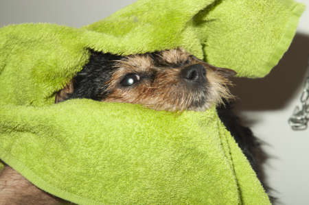 dog wash in the tub and showerの写真素材