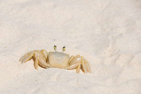 Bridgetown, Barbados - Tropical island - Caribbean sea - Sand crab at Brownes beach - Carlisle bayの写真素材