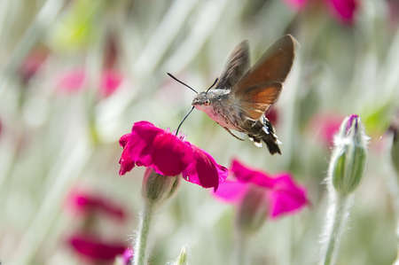 Sphinx Colibri (macroglossum stellatarum) on pink flower