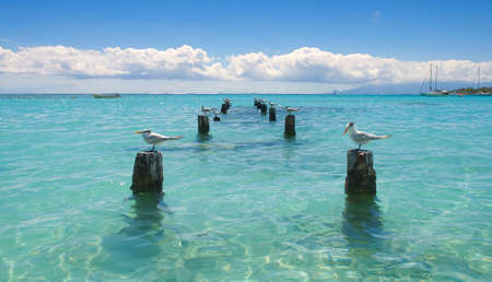 Seagull - Saint Anne Anse - Guadeloupe - Caribbean tropical islandの写真素材