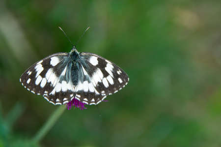 Colorful butterfly in Val d'Aveto natural park - Liguria - Italyのeditorial素材