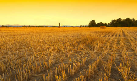 Wheat field harvested with hay bales at sunset - Sezzadio - Alessandria - Italy