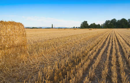 Wheat field harvested with hay bales at sunset - Sezzadio - Alessandria - Italyのeditorial素材