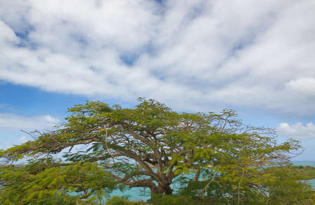 Mercers Creek bay Atlantic Ocean coast - Caribbean tropical sea - Saint John's - Antigua and Barbudaの写真素材