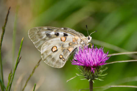 Colorful butterfly on the thistle flower in Val d'Aveto natural park - Liguria - Italyの写真素材