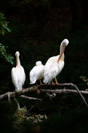 Three white pelicans on a horizontal branch - Pistoia - Tuscany - Italyの写真素材