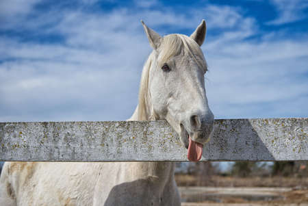 White Gardian horse in Saintes Maries de la Mer - Camargue - Provence - Franceの写真素材