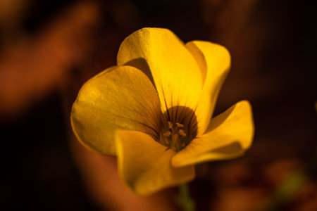 Close up of a yellow flower in the garden. Shallow depth of fieldの写真素材
