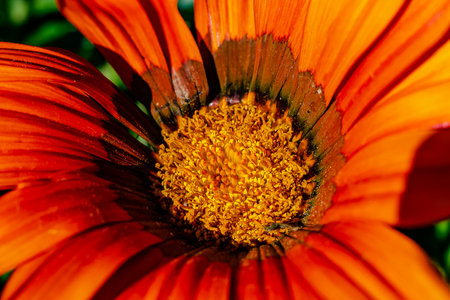 stunning close up of the center of an orange gerbera flower in the garden showing the detail and texture of the petalsの写真素材