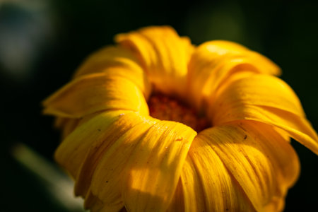 closeup of beautiful yellow flower bathed in spring evening light in which the texture of the petals stands outの写真素材