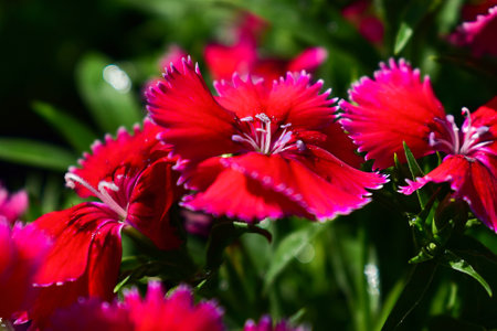 closeup of a set of beautiful red carnations illuminated by the summer midday sun in the garden